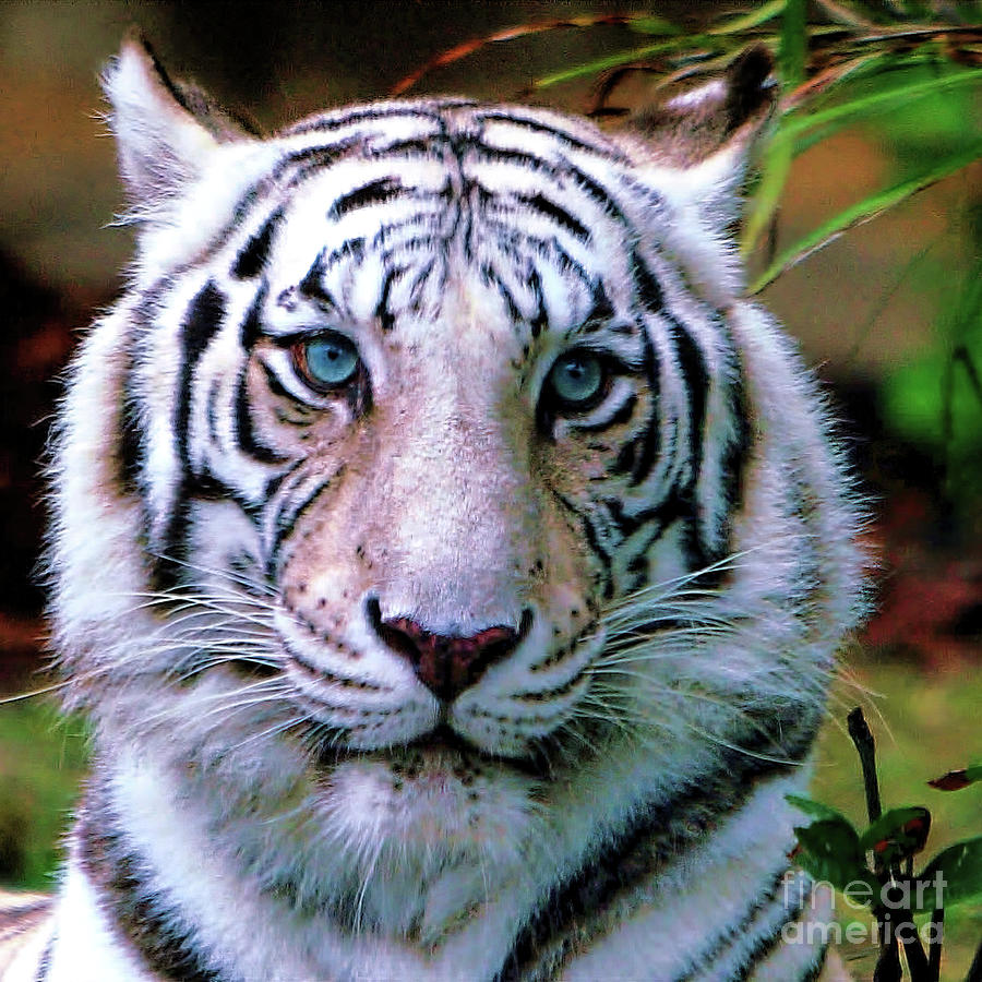 Wildlife_Tiger_Ice Blue Eyes of the Tiger_IMGL0075 Photograph by Randy Matthews