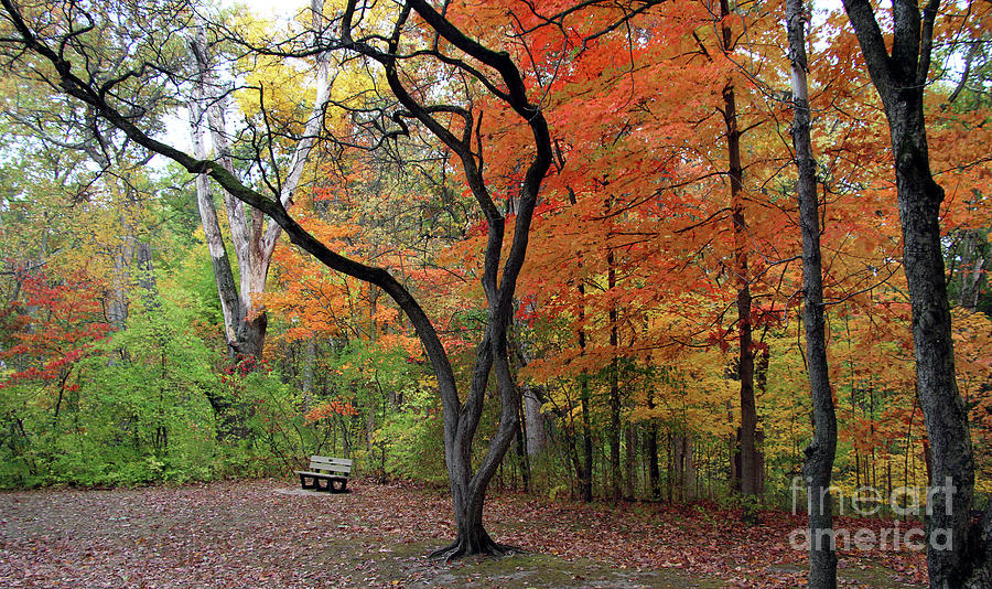 Wildwood Metropark Fall Color 6902 Photograph by Jack Schultz