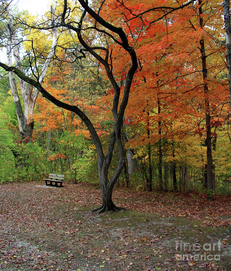 Wildwood Metropark Fall Color 6903 Photograph by Jack Schultz