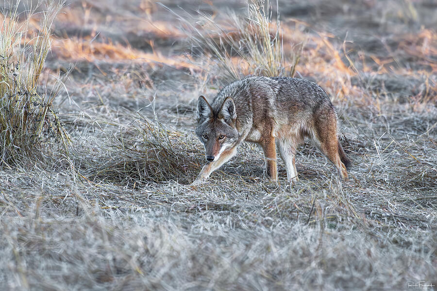 Wile E Coyote Photograph by Rick Furmanek