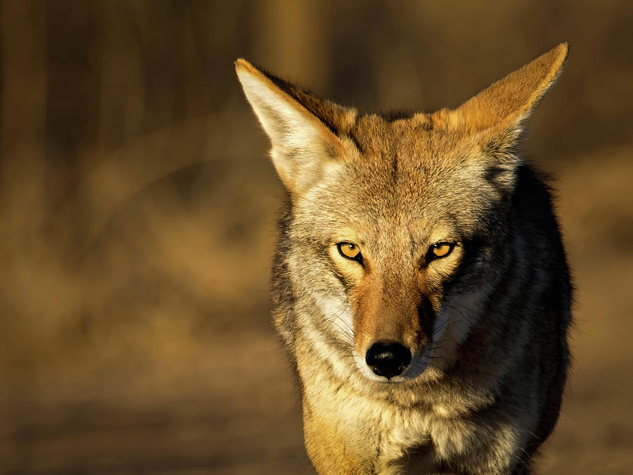 Wiley Coyote Photograph by Rebecca Herranen