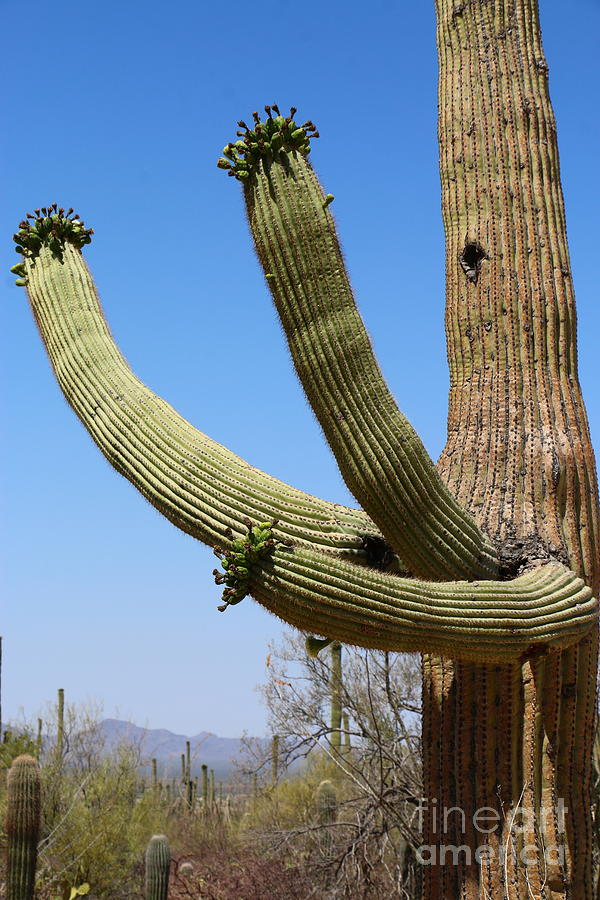 Saguaro National Park Photograph - Will Give You A Cuddle by Christiane Schulze Art And Photography