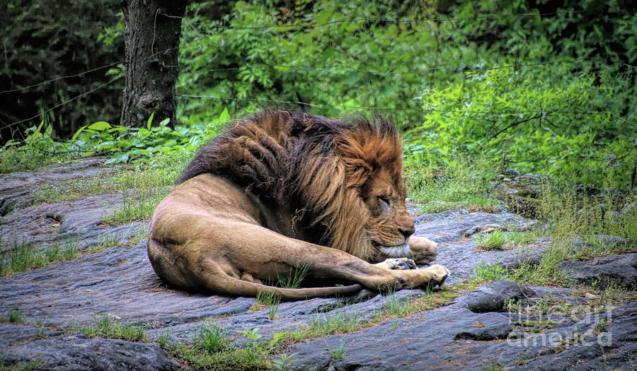 Will The Lion Sleep Tonight Photograph by Karen Silvestri Will The Lion Sleep Tonight Photograph by Karen Silvestri