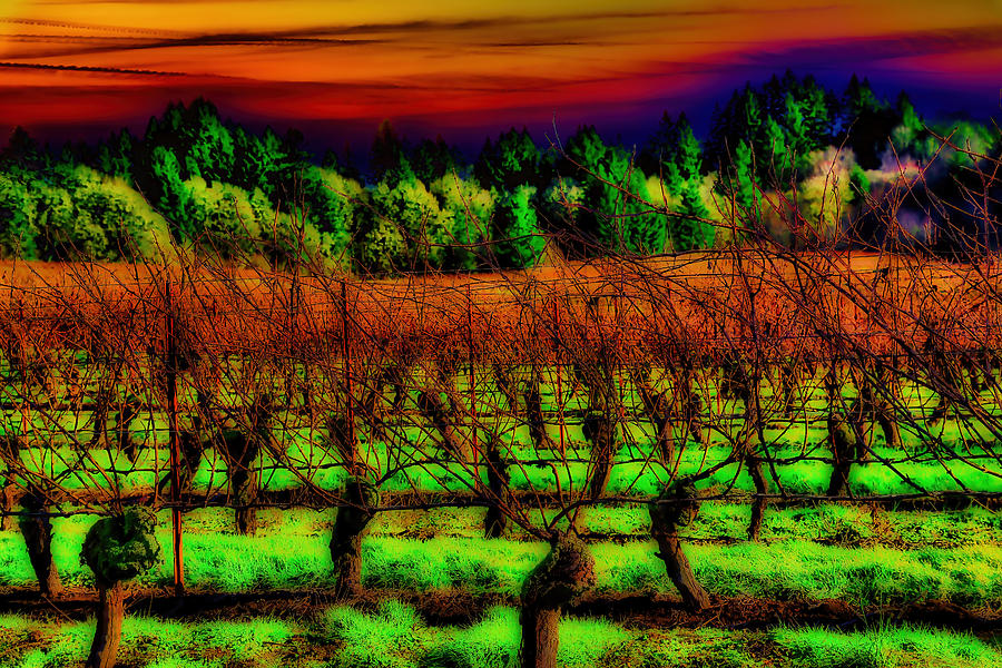 Willamette Valley Vineyard Photograph by Bruce Block