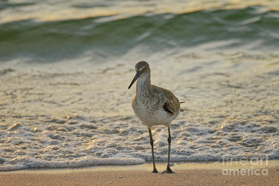 Willet By The Surf 1223 Photograph By Marvin Reinhart Fine Art America