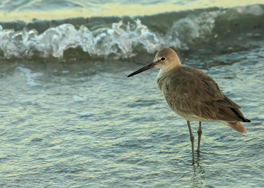 Willet Photograph by David Lee