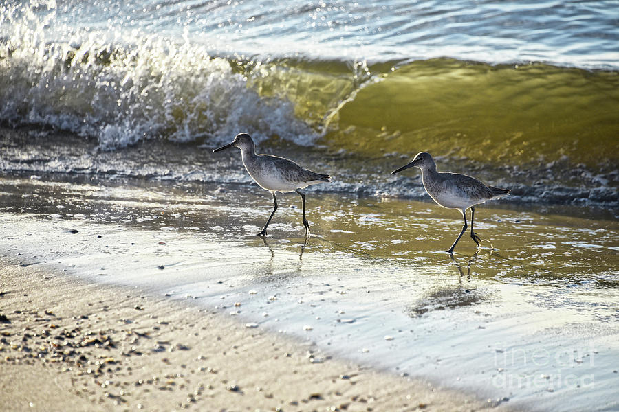 Willet Duo on Dauphin Island Photograph by Catherine Sherman