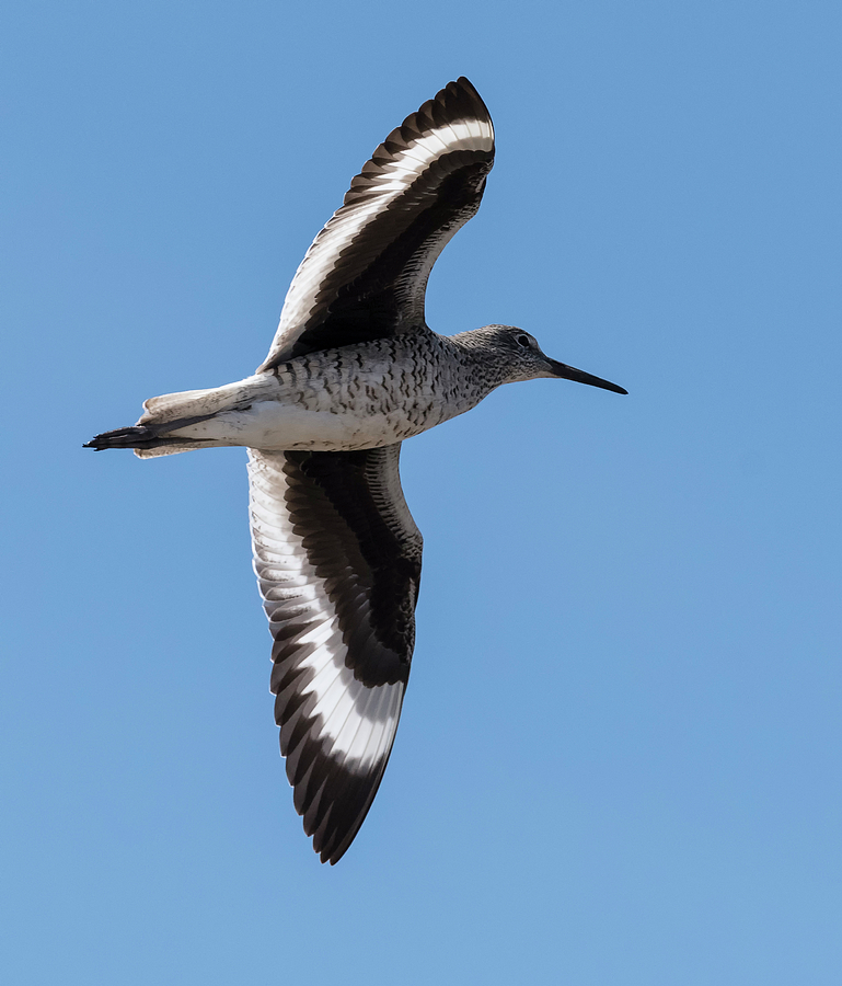 Willet Flyover Photograph by Loree Johnson