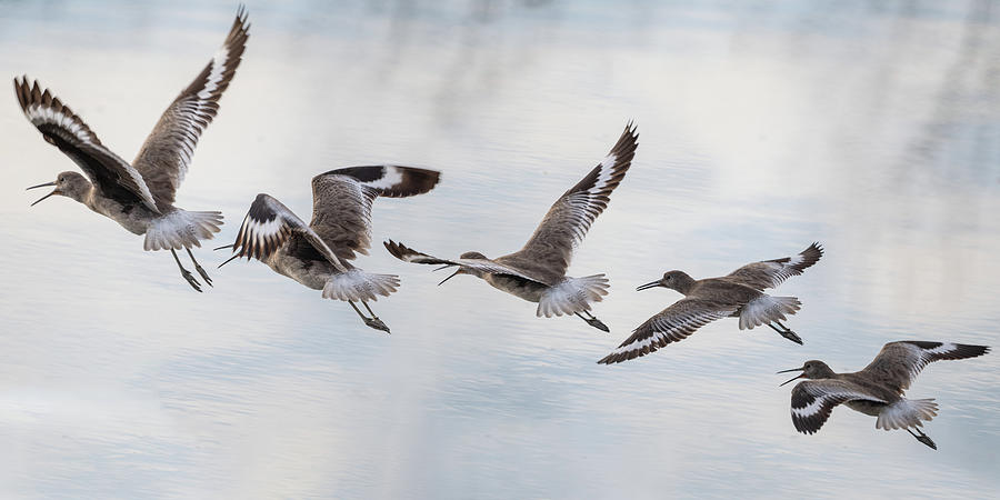 Willet in Flight Photograph by Mike Gifford