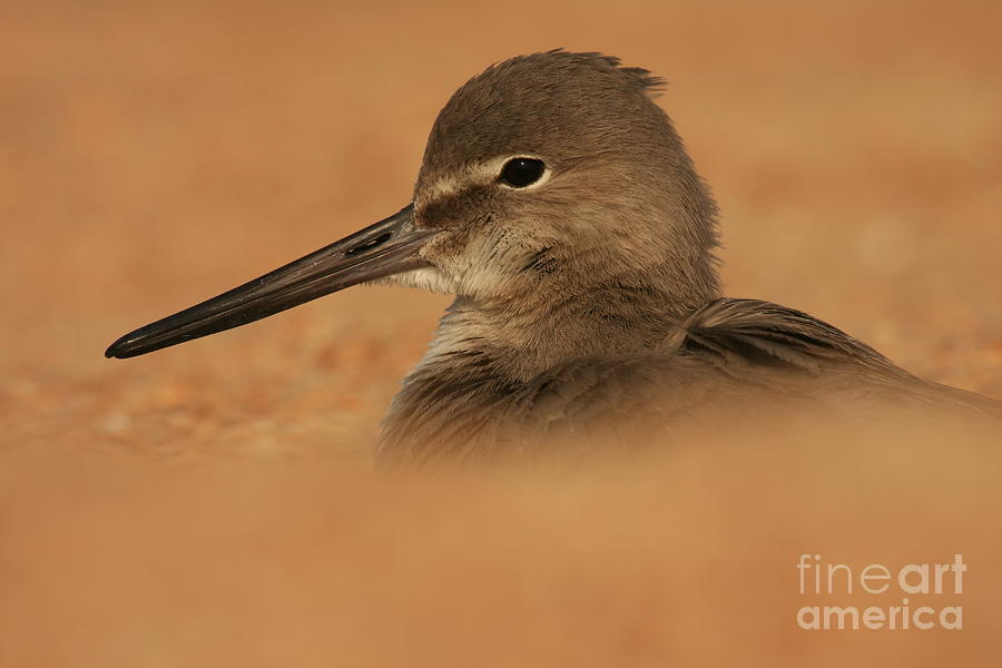 Willet Concealed Photograph by John F Tsumas