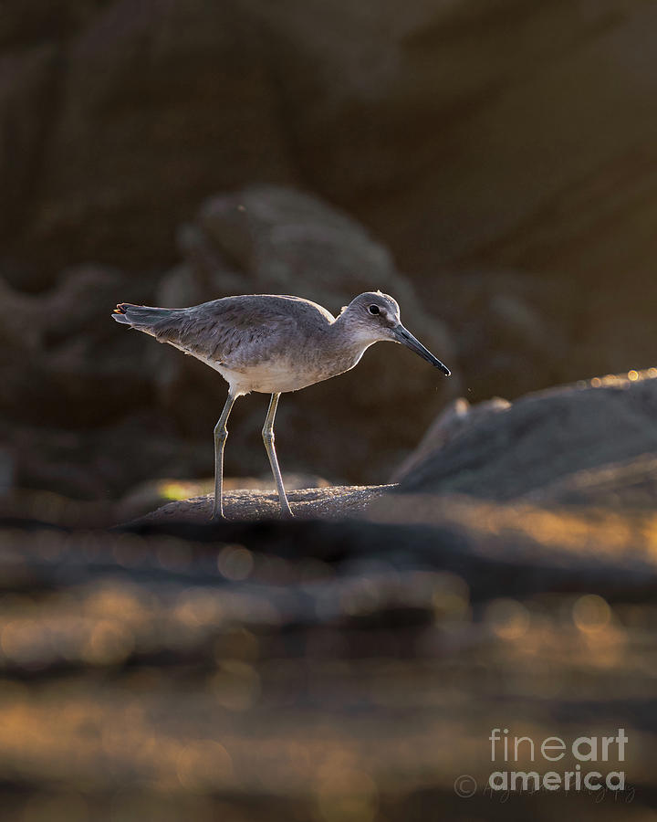 Willet in the spotlight Photograph by Abigail Diane Photography