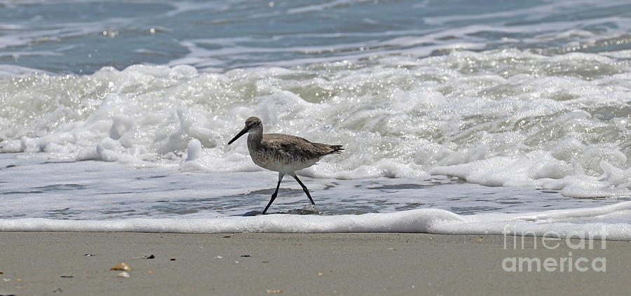 Willet in the Surf  5824 Photograph by Jack Schultz
