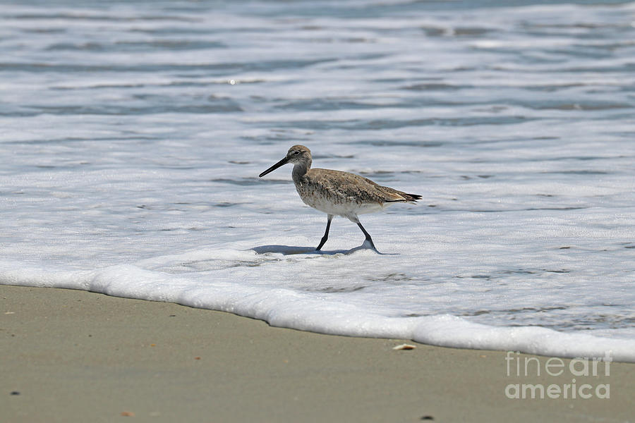 Willet in the Surf  5872 Photograph by Jack Schultz