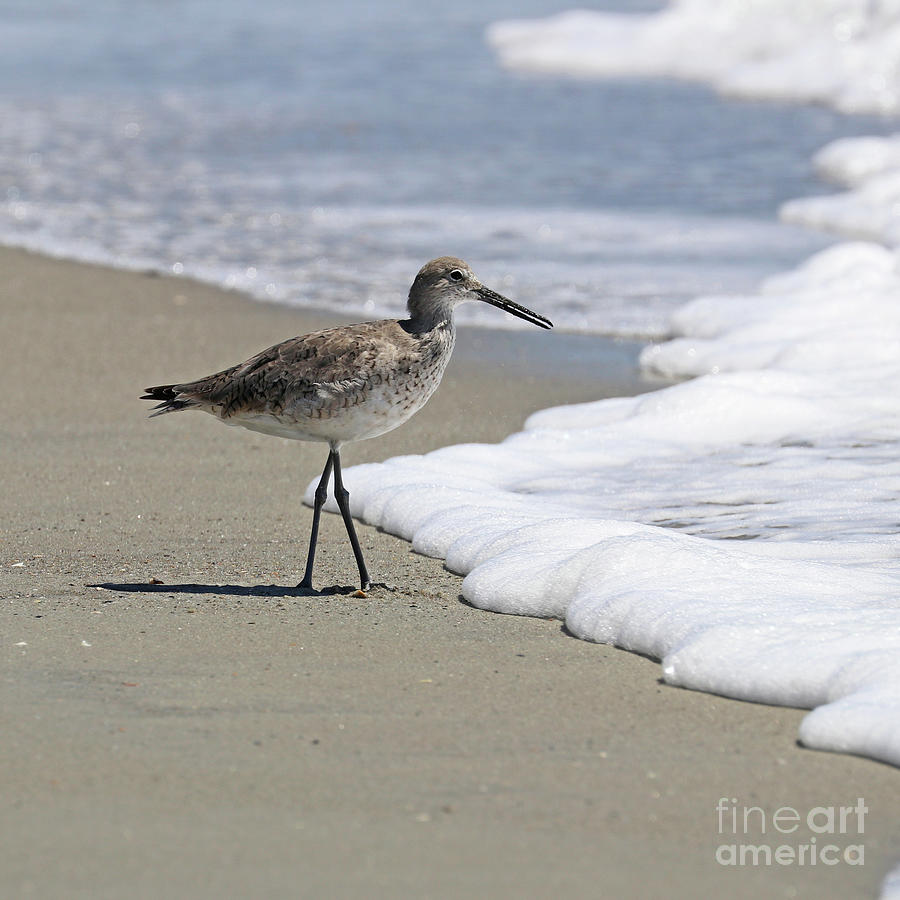 Willet in the Surf  5881 Photograph by Jack Schultz