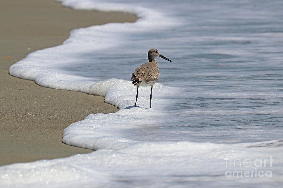 Willet in the Surf  5915 Photograph by Jack Schultz