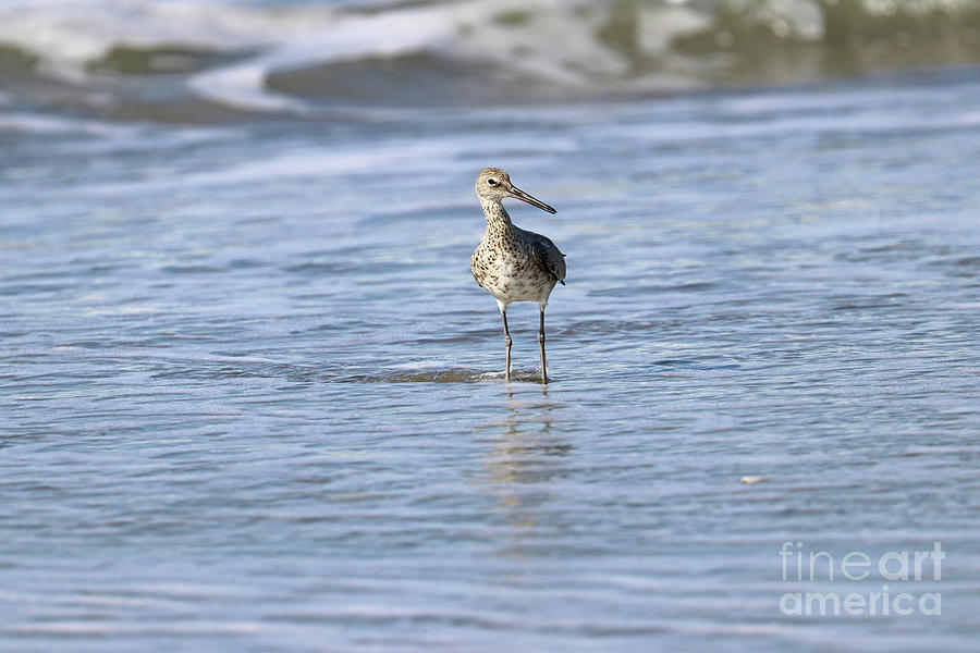 Willet in the Surf  7780 Photograph by Jack Schultz