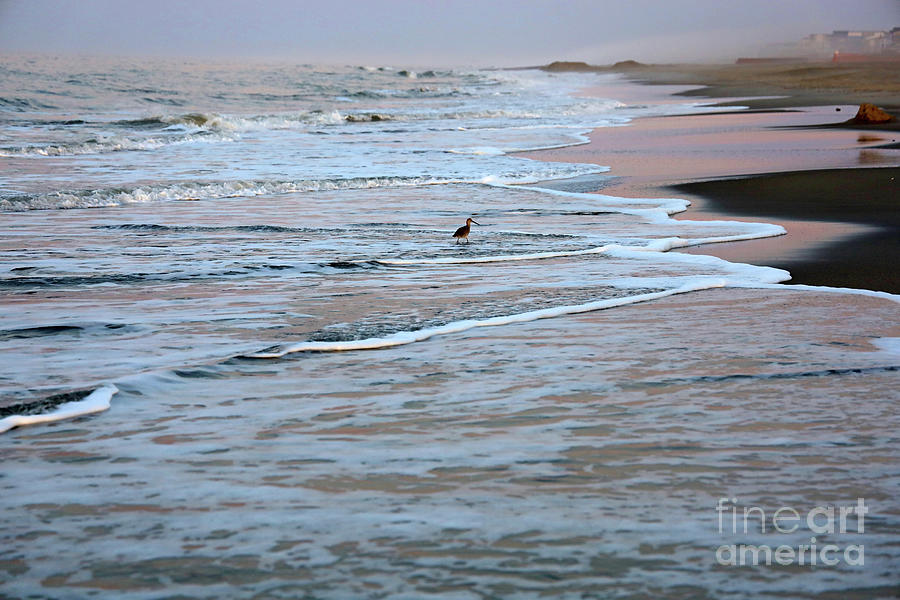 Willet in the Surf at Sunrise  6290 Photograph by Jack Schultz