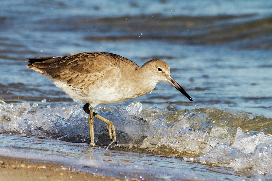Willet in the Surf Photograph by Bob Decker