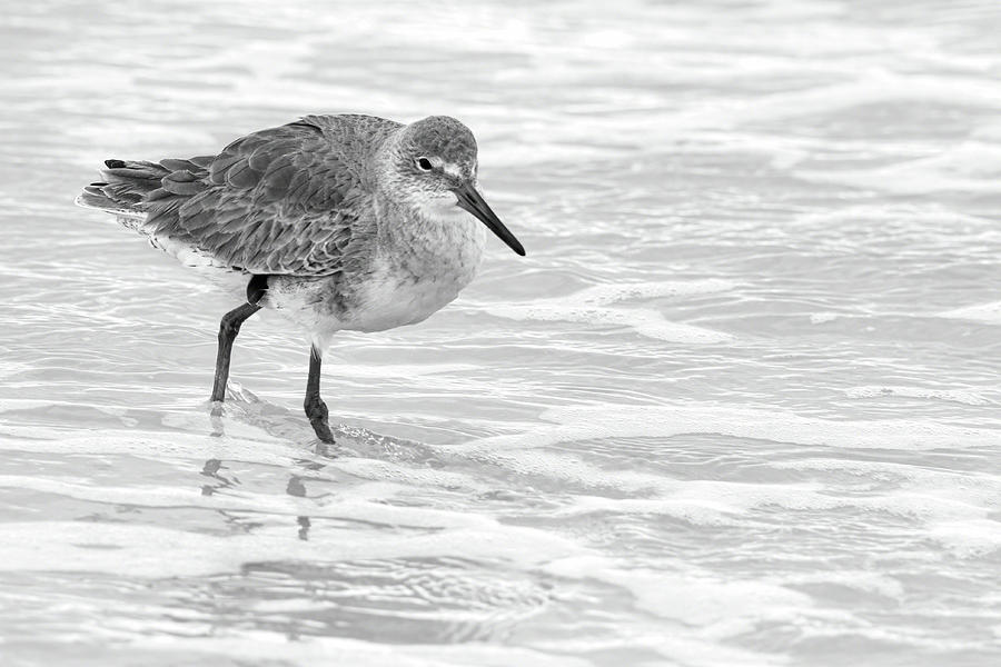 Willet in the Surf Photograph by Dawn Currie