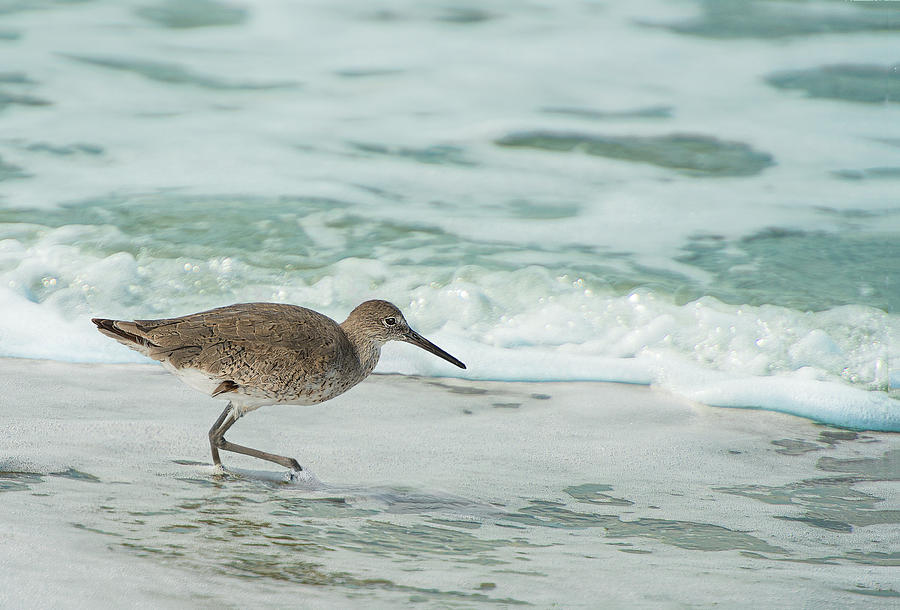 Willet in the Surf Photograph by Gordon Ripley