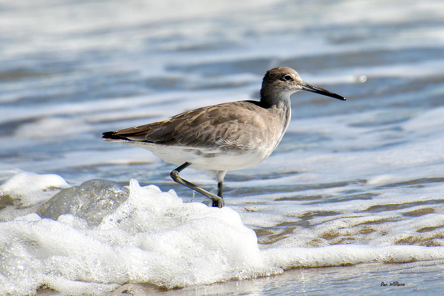 Willet in the Waves Photograph by Dan Williams