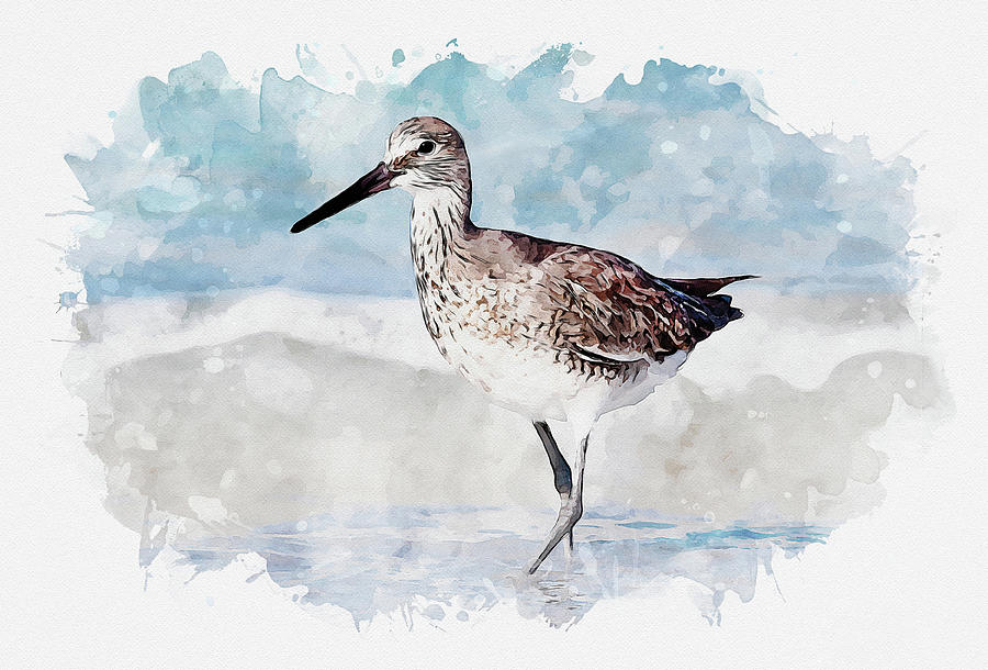 Willet in winter Plumage Photograph by Gordon Ripley