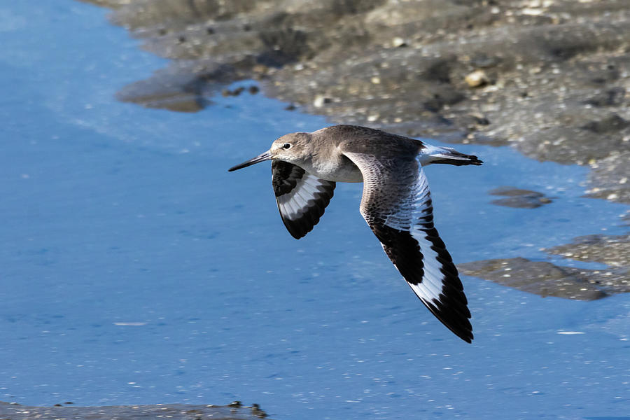 Willet Photograph by Jim Miller