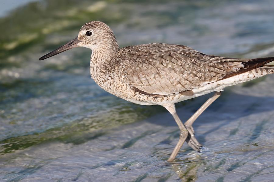 Willet Photograph by Mingming Jiang