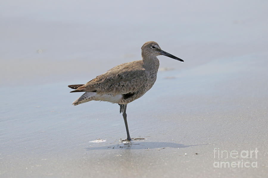 Willet on One Leg  7151 Photograph by Jack Schultz