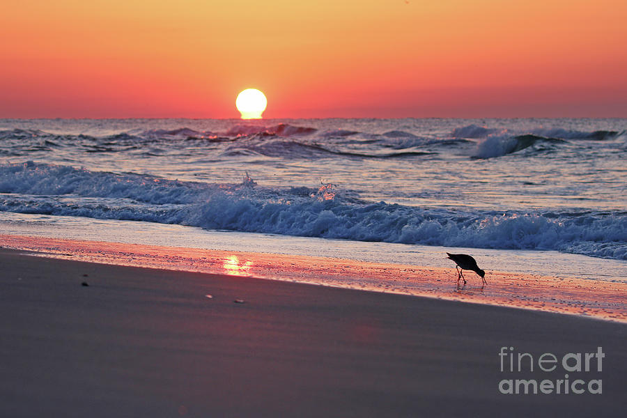 Willet on the Beach at Sunrise 0205 Photograph by Jack Schultz