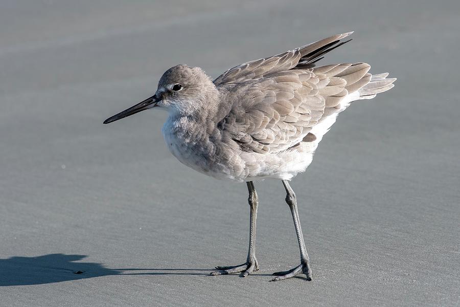 Willet on the Beach Photograph by Bradford Martin