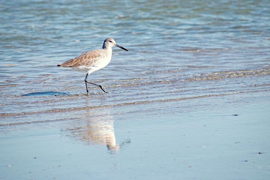 Willet on the Beach Photograph by Ira Marcus