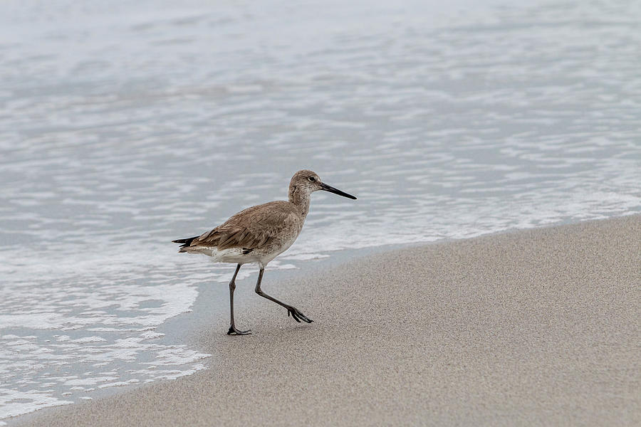 Willet on the Beach Photograph by Patti Deters - Fine Art America