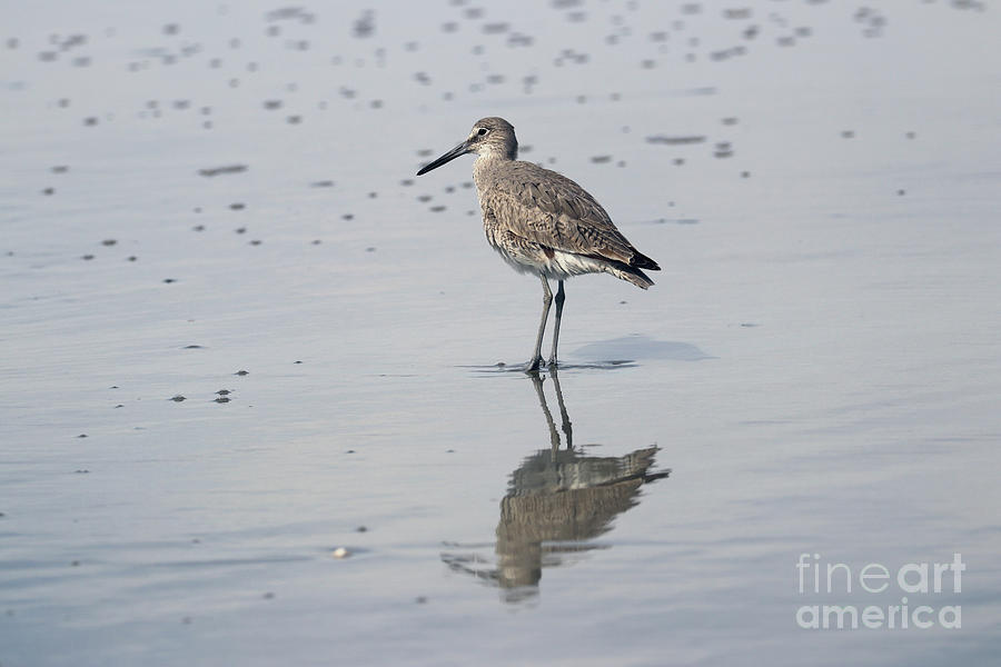 Willet Reflection  7196 Photograph by Jack Schultz