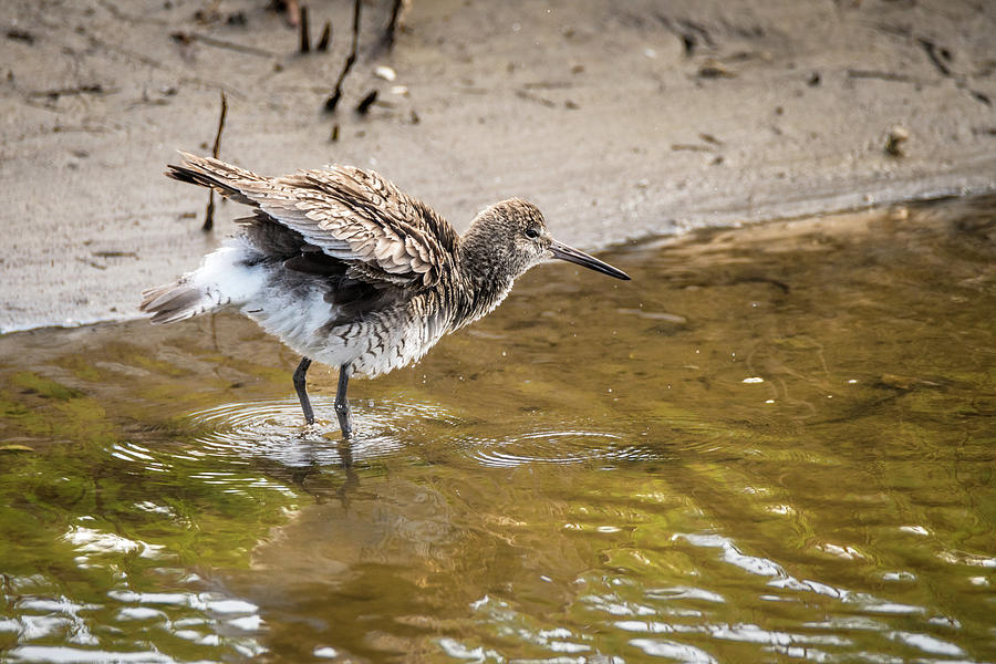 Willet Shaking It Off Photograph