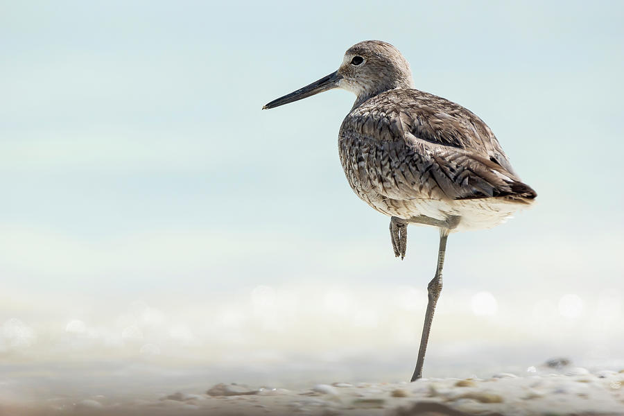 Willet - Tringa semipalmata Photograph by Olivier Parent