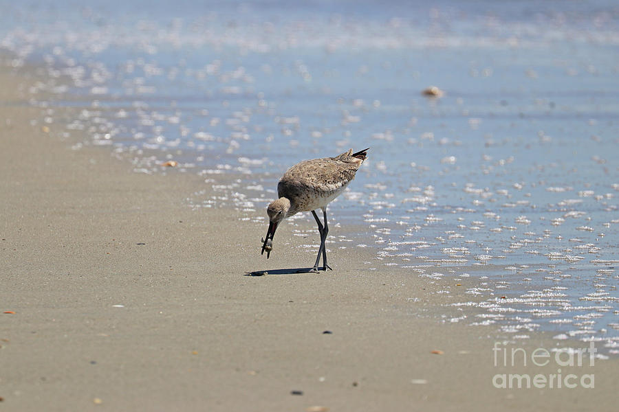 Willet with Mole Crab  5859 Photograph by Jack Schultz