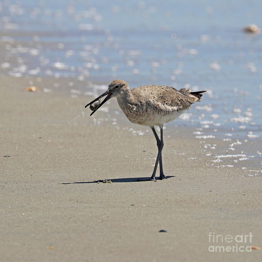 Willet with Mole Crab  5861 Photograph by Jack Schultz