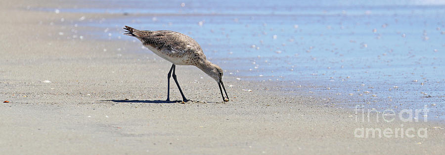 Willet with Mole Crab  5878 Photograph by Jack Schultz