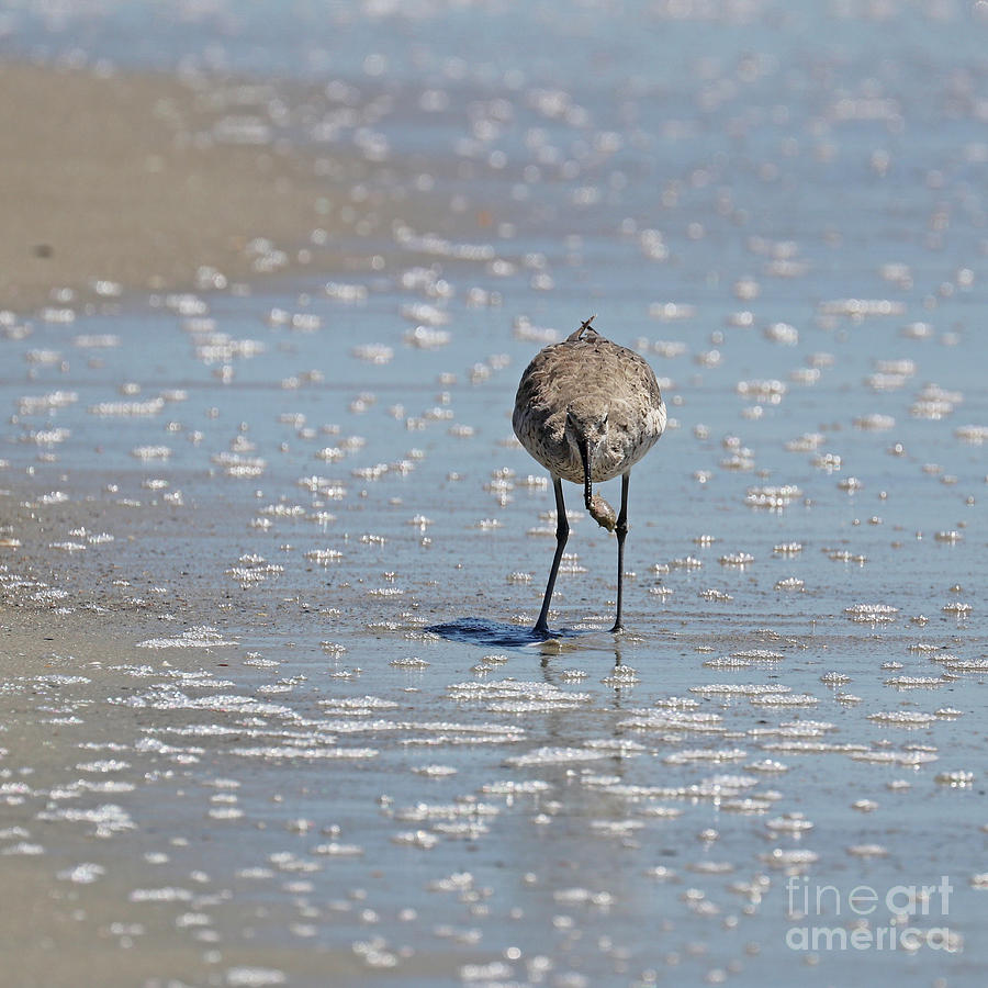 Willet with Mole Crab  5891 Photograph by Jack Schultz