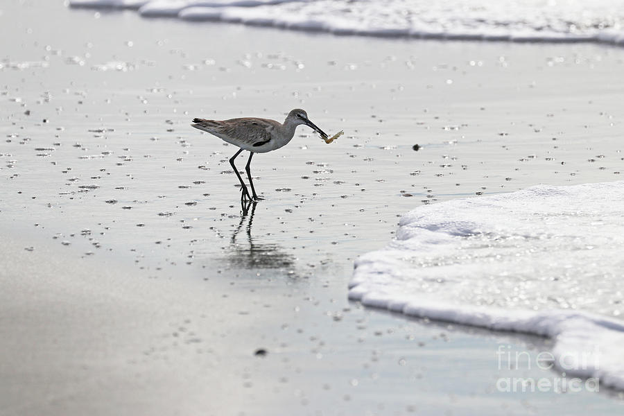 Willet with Shrimp  6794 Photograph by Jack Schultz