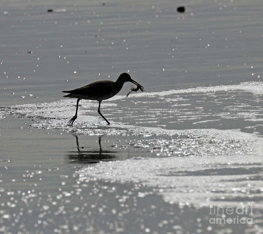 Willet with Shrimp  6863 Photograph by Jack Schultz