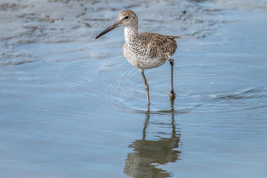 Willet Working the Shallow Water For Prey Photograph by Debra Martz