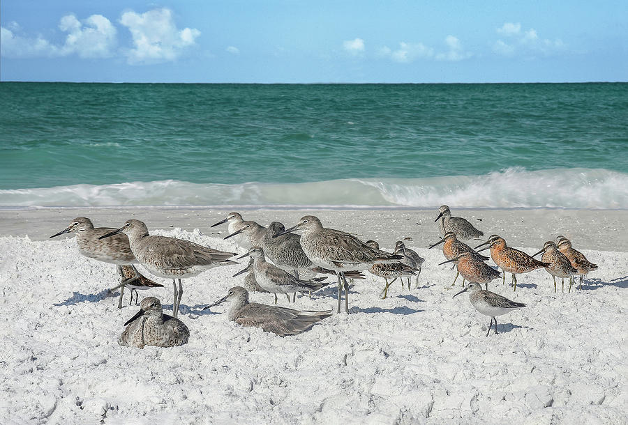 Willets and Red Knots on the Beach Photograph by Gordon Ripley