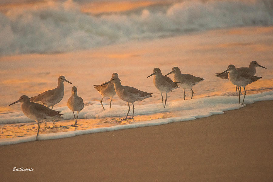 Willets at Sunset Photograph by Bill Roberts