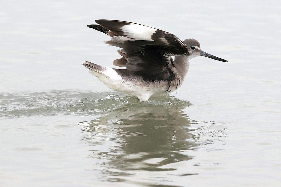 Willets Impressive Wings 1 Photograph by Mingming Jiang