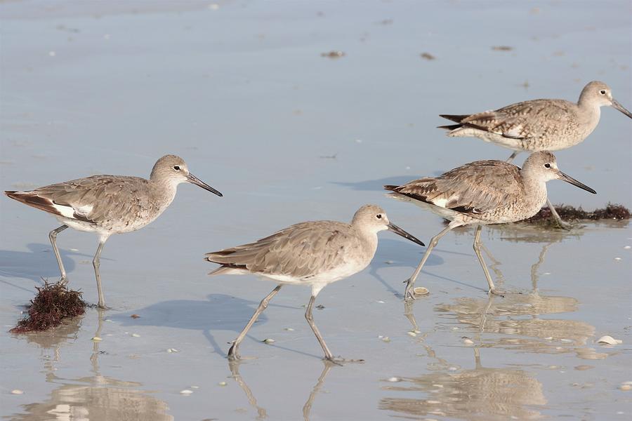 Willets Walk in Sync Photograph by Mingming Jiang