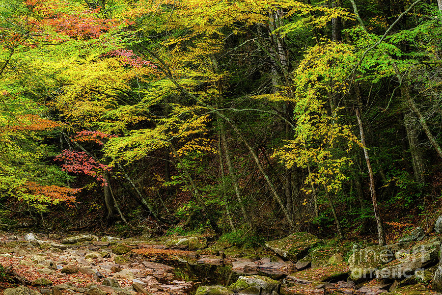 Williams River Headwaters In Autumn Photograph