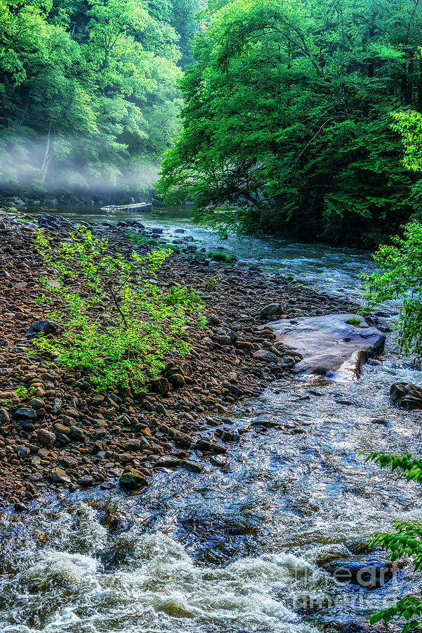 Williams River with Mist Photograph by Thomas R Fletcher