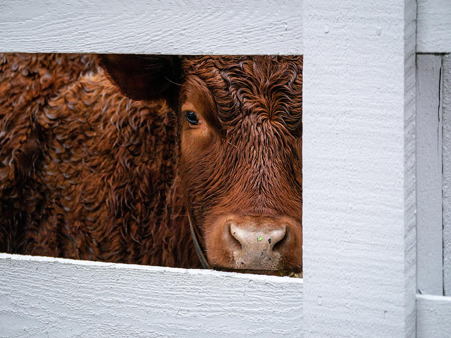 Animal Photograph - Williamsburg Calf by Rachel Morrison